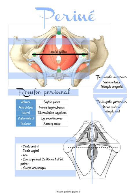 Región perineal: Anatomía, definición, diagramas